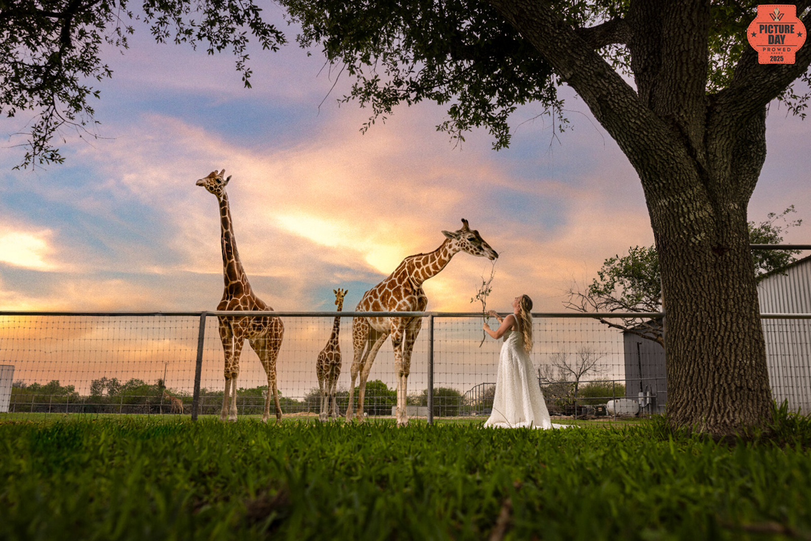 Bride in wedding gown feeding giraffes at sunset on private property in Beeville, Texas during award-winning bridal session by Gabe Rene LLC